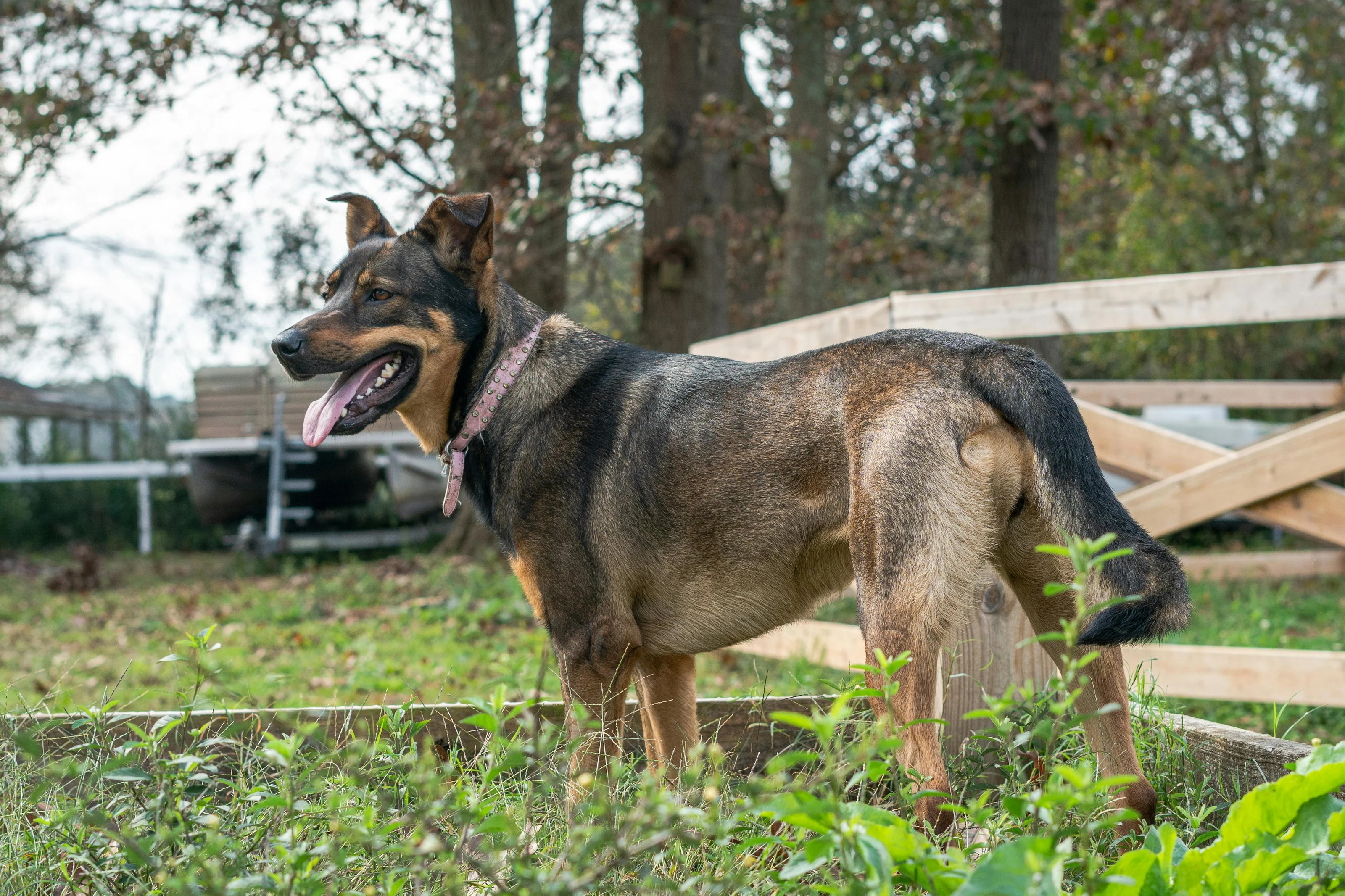 Proactive Care for Happy Pets